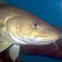 Atlantic cod