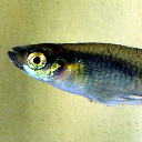 Western mosquitofish