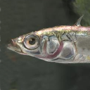 Stickleback