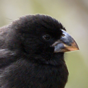 Medium ground-finch