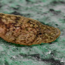 Blunt-snouted clingfish