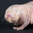 Naked mole-rat male