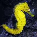 Tiger tail seahorse