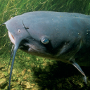 Channel catfish