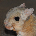 Lesser Egyptian jerboa