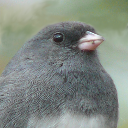 Dark-eyed junco