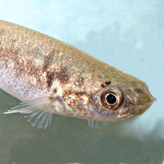 Mangrove rivulus