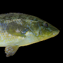 Ballan wrasse