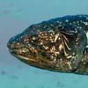 Coelacanth