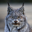 Canada lynx