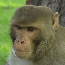 Macaque