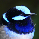 Superb fairywren