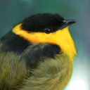 Golden-collared manakin