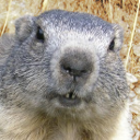 Alpine marmot