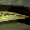 Zig-zag eel