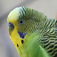 Budgerigar