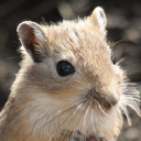 Mongolian gerbil