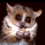 Mouse Lemur