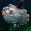 Ocean sunfish