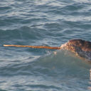 Narwhal