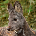 Siberian musk deer