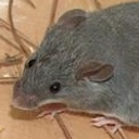 Shrew mouse