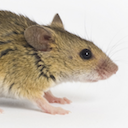 Algerian mouse