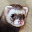 Ferret