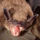 Microbat