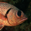 Pinecone soldierfish