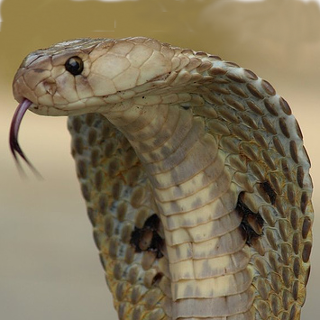 Indian cobra