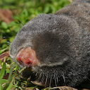 Upper Galilee mountains blind mole rat