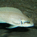 Lyretail cichlid