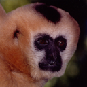 Gibbon