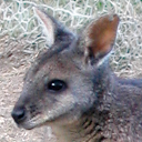 Wallaby