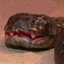 Mainland tiger snake