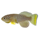 Turquoise killifish