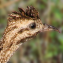 Chilean tinamou