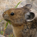 Pika