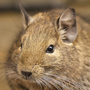 Degu