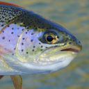 Rainbow trout