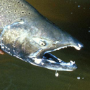 Chinook salmon