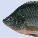 Nile tilapia