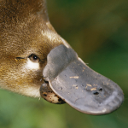 Platypus