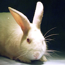 Oryctolagus cuniculus