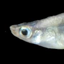 Javanese ricefish