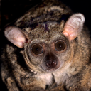 Bushbaby