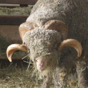 Ovis aries rambouillet