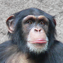 Chimpanzee