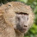 Olive baboon